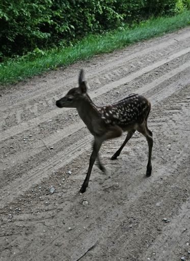 Las budzi się do życia